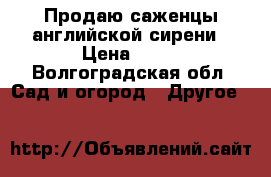 Продаю саженцы английской сирени › Цена ­ 50 - Волгоградская обл. Сад и огород » Другое   